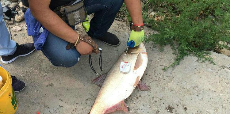 王者荣耀|什么心态？广东河道有人弹弓打鱼，打死后丢岸边不要，网友：造孽