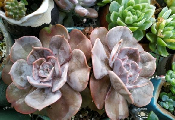 向阳园艺|连续十多天,平均气温30度,1个月没浇水,幸好最近下雨了