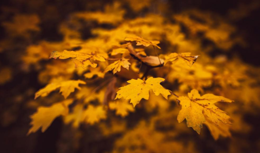 星座叶大仙 眼界长远,悟性极高的星座,哪怕处于人生低谷,照样能够东山再起