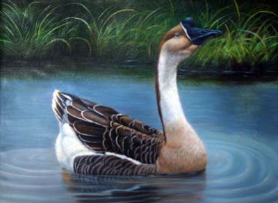 基因 鹅与鸭杂交后的生物可以繁衍？已做了研究，这可能将是致富之路