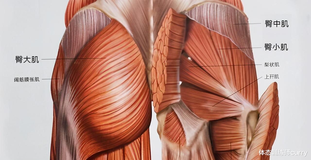 臀部|臀部一直是女生训练重点,如何塑造完美臀部?练臀方法动作给到你