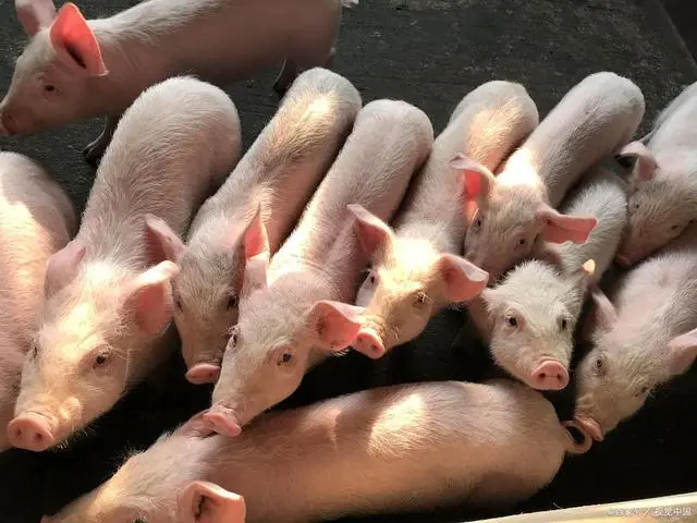 半导体 〖新闻资讯〗中国“养猪第一股”倒下!饿死200万肥猪,今资不抵债搞破产续命!