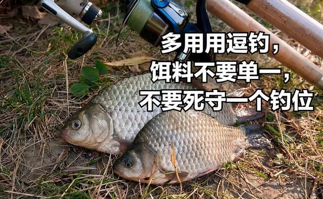 饵料|鲫鱼不开口怎么办，4招搞定，轻松上鱼不麻烦，一天大半桶没商量