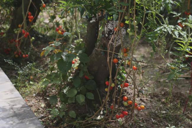 海口|成都一家三口住30亩院子，被媒体捧红后，继续孤独打造乐园