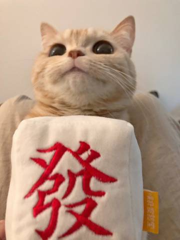 桉月|希望大家都能发发发