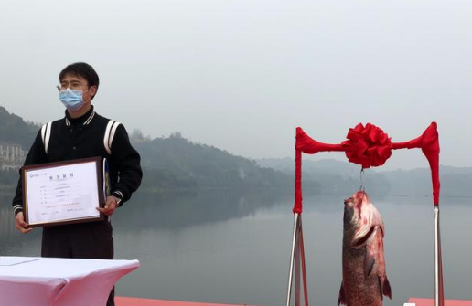 重庆|重庆85斤花鲢拍出24万，这是什么操作？是炒作还是鱼有所值？