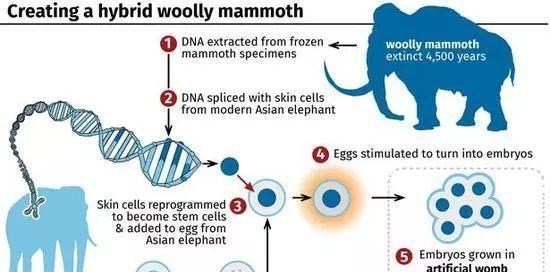  美国科学家要复活猛犸象，首批象崽将在北极放生，可能实现吗？
