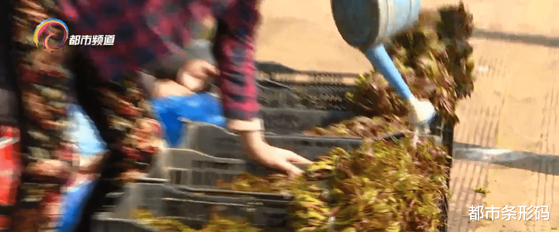 都市条形码 香椿即将下市   价格亲民