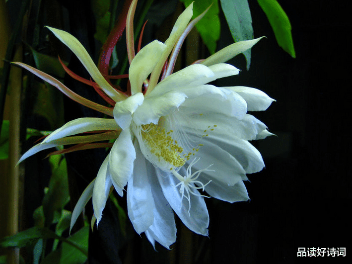 |「诗词鉴赏」昙花一现为韦陀，古诗词里的昙花，一现刹那芳华