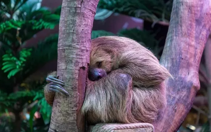 从规划设计入手,萌宠乐园投资把控不再是难题!