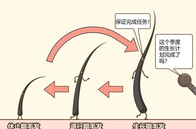 人类褪去全身的毛发后,为什么留下头部、腋下和隐私部位的毛发?