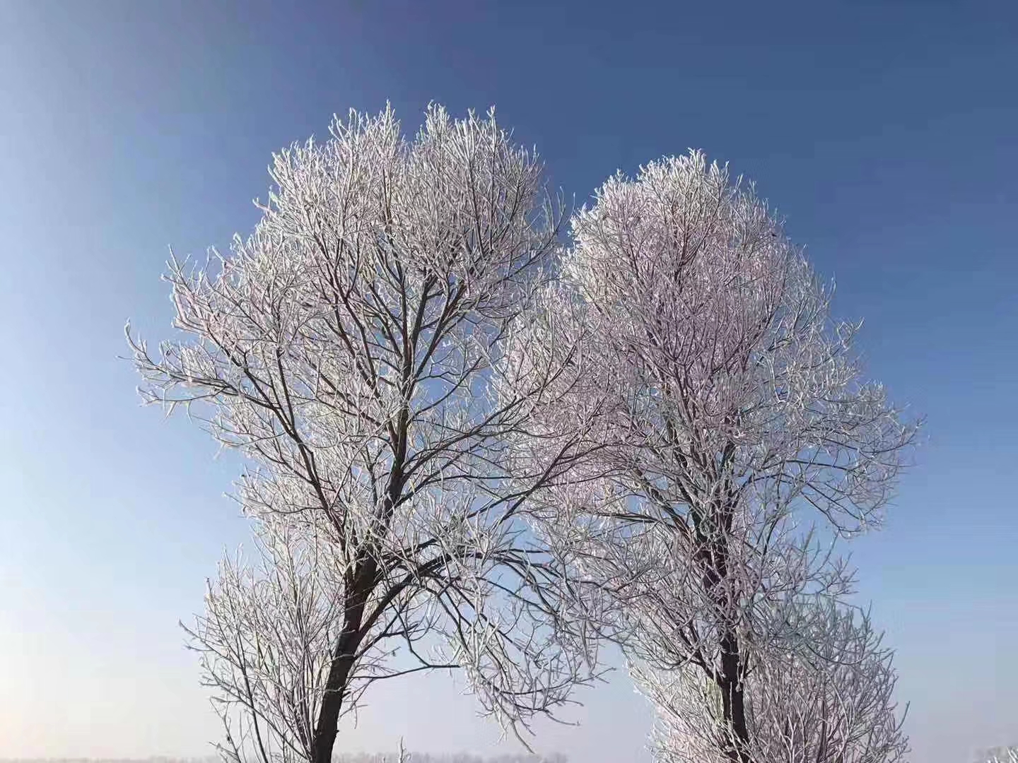 |东北的雪景