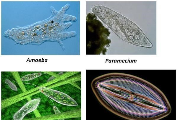 国际空间站 既然两颗星球的条件如此相似，为什么生命不能同时诞生
