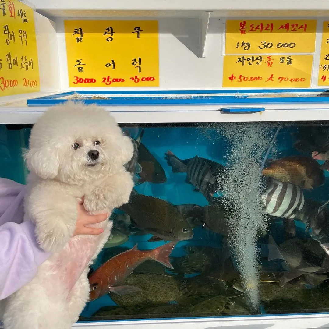 InsDaily 韩国快乐小奶狗爆红网络!看完心都快萌化了!