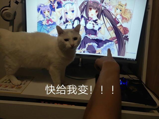 超级飞侠|给我变！漫画家将猫猫拟人化，《我家的猫是女孩子》漫画推荐给你