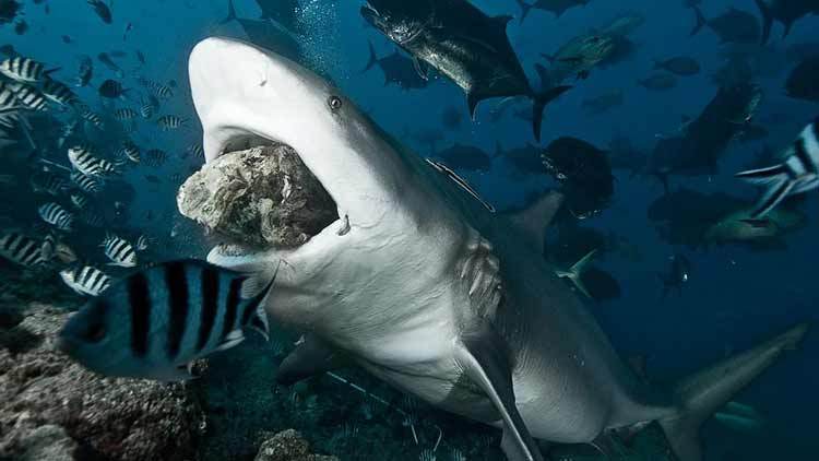 大白鲨 一物降一物，海洋生物之间的天敌相克有多不讲道理？