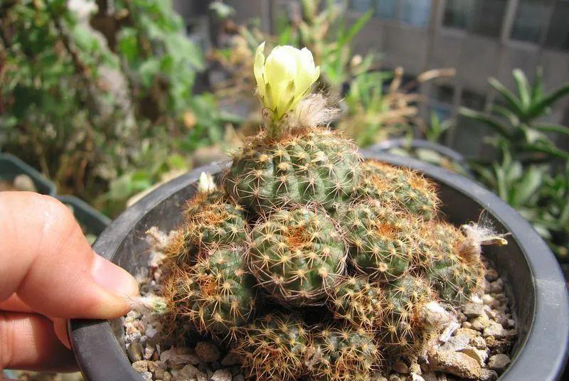 种上阳台|误以为仙人掌很难开花，凑齐“4个条件”，开花一点不难！