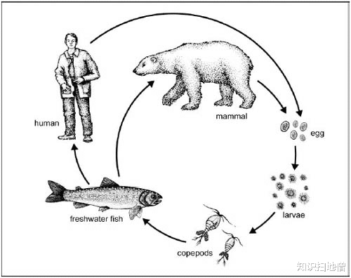 科学家 熊身后拖着10米长的东西是什么？为何还会动？科学家：人体内也有