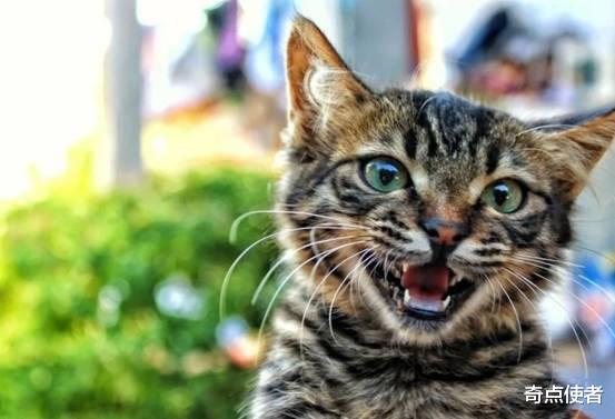 老鼠身上那么脏,猫吃了却不会生病,难道猫对老鼠的病菌免疫吗?