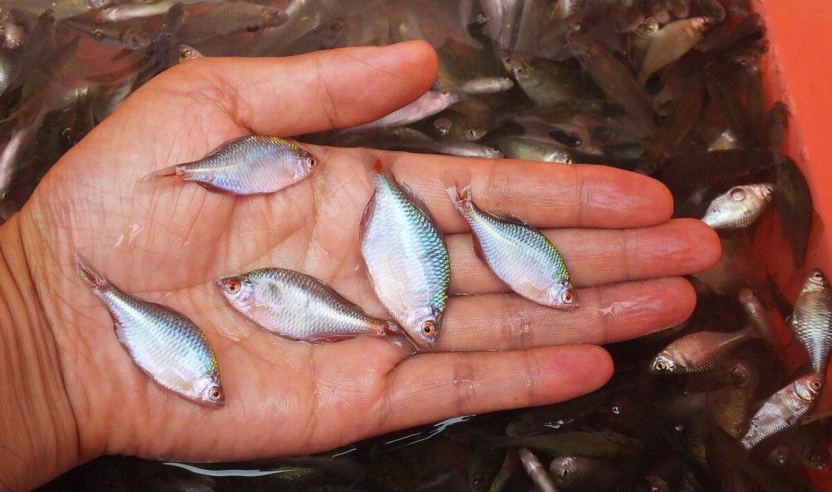 郑州|被钓鱼人嫌弃的小杂鱼，却被做成了大生意，一天小赚1500多