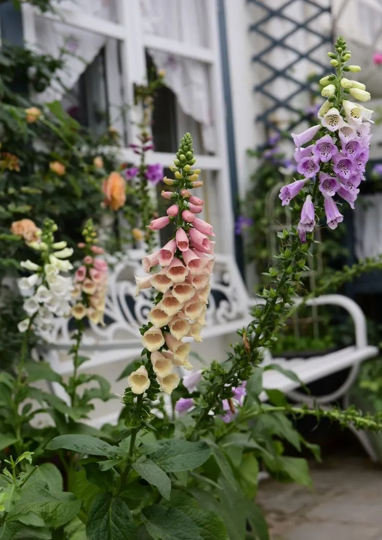 4年前，毫不犹豫买了这个带60㎡露台的房子，开始DIY改造小花园