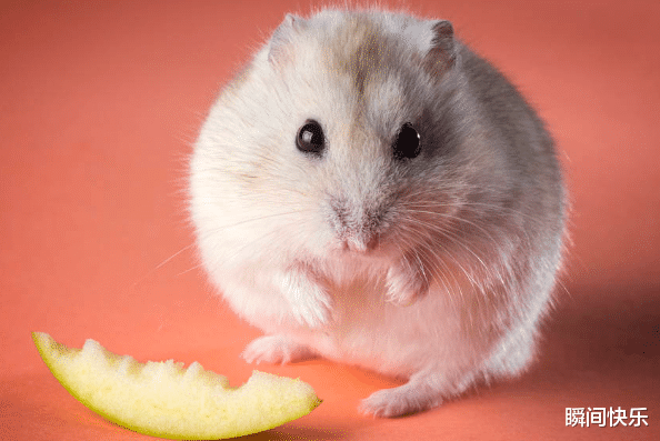 瞬间快乐|属鼠人最佳合作伙伴是谁？请牢牢抓住他，8月无往不利，步步高升