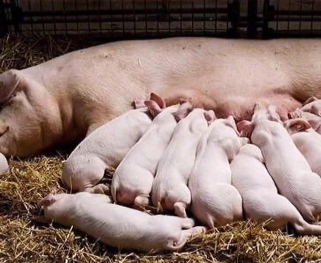 小小潮潮 中华土猪面临绝种危机,那些被遗弃的中华土猪,还能翻身吗?