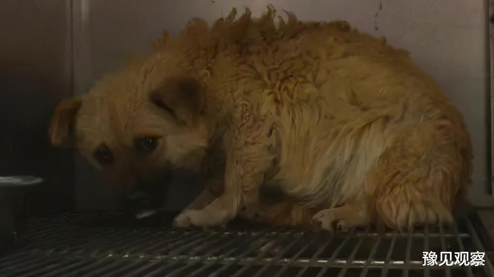 豫见观察 惊心动魄！小狗被困桥墩一个多月，市民协力营救