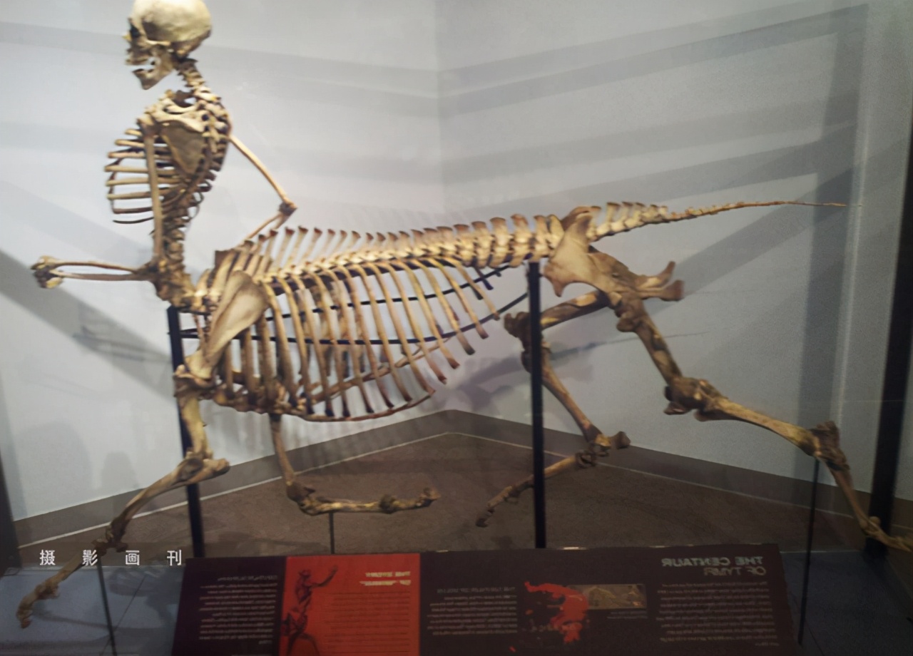 acgn漫评|动漫中的人马妹子们好可爱，却让人疑惑，宝宝该在哪个肚子里？