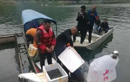 渔业|泥鳅党的罪与罚，灭绝式垂钓恢复需10年，贪婪钓者何时休？