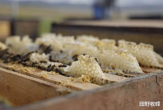 田野牧蜂|摇的蜂蜜和压榨的蜂蜜哪个好? 摇出来的蜜好还是压榨的蜜好?