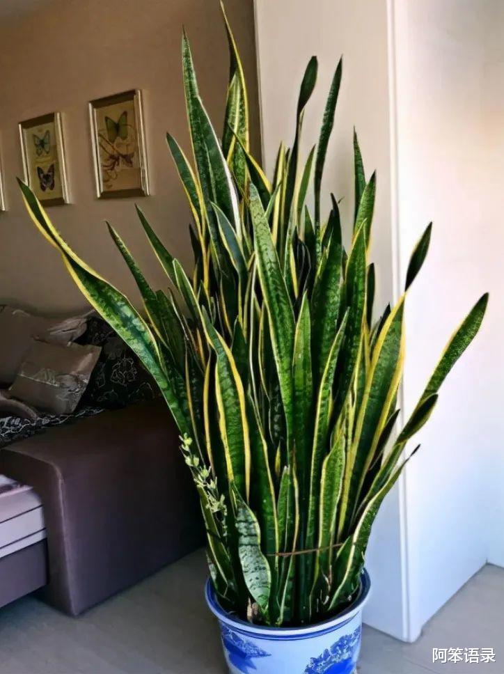 阿笨语录|3种花,秋季要换盆,来年才能越养越好!