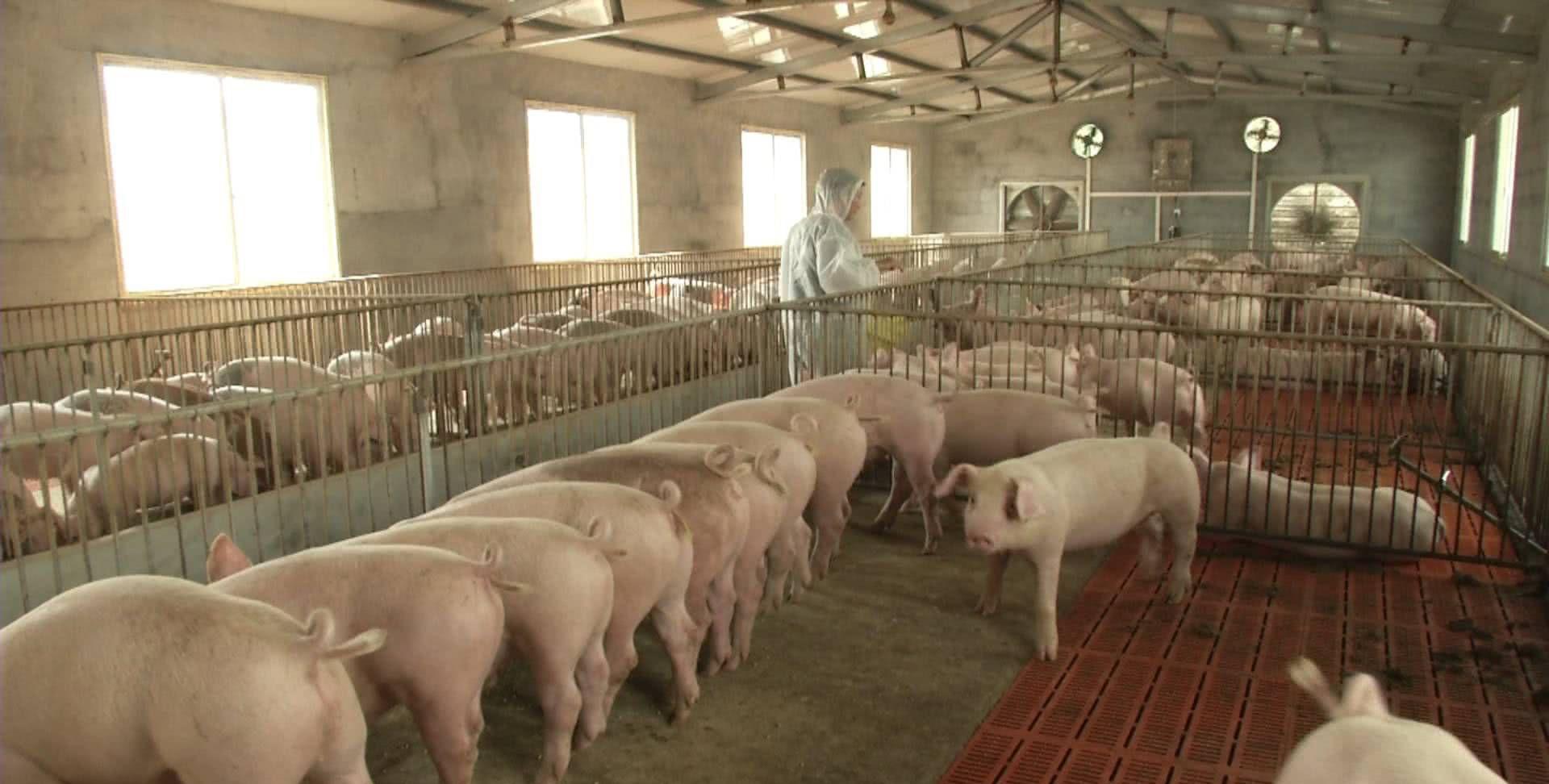 生猪价格 养好猪是基础,卖好猪才能赚到钱,我们要怎样才能卖上好价钱呢