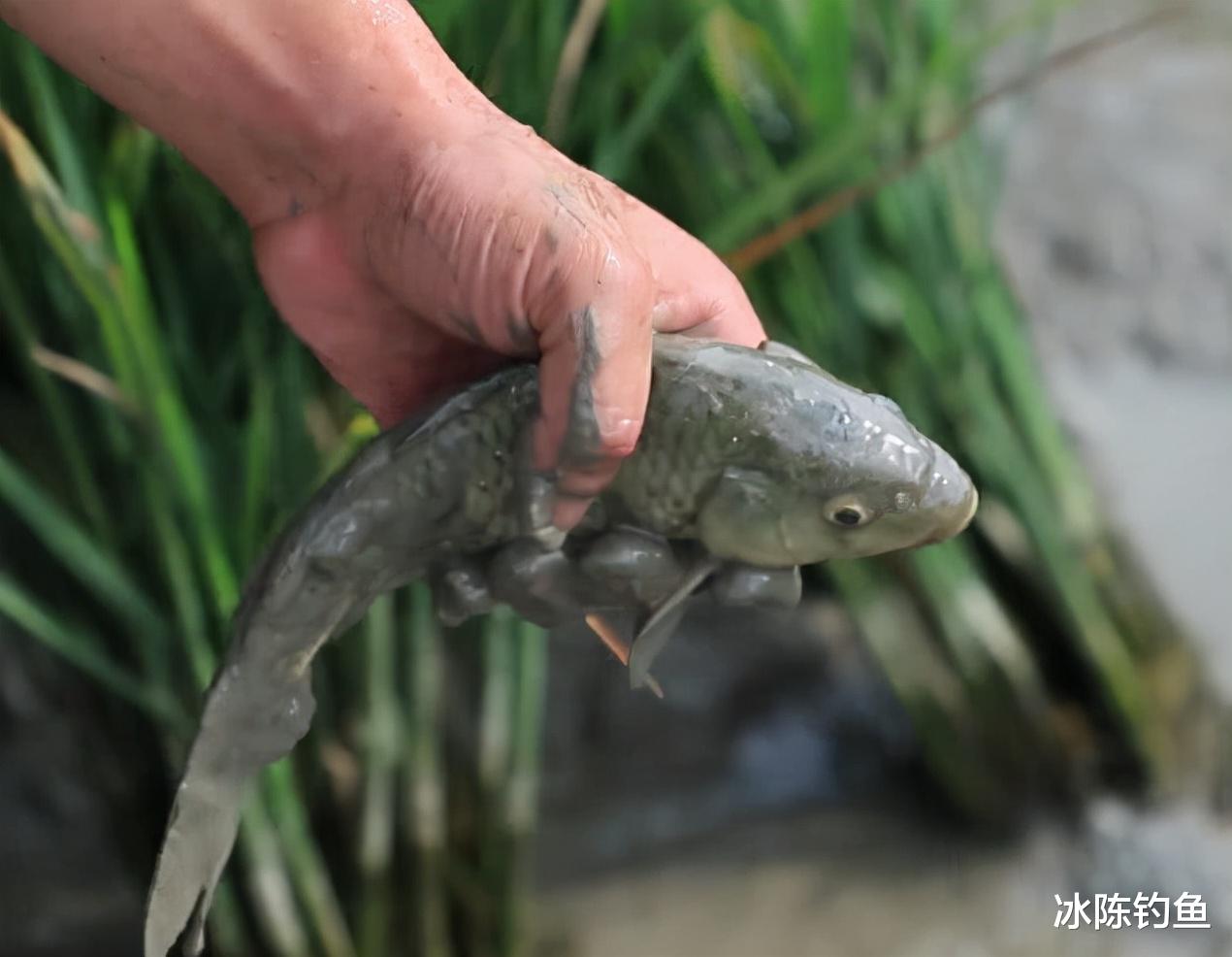 长江|为什么现在的鱼越来越难钓？是人为因素，还是鱼确实变少了？