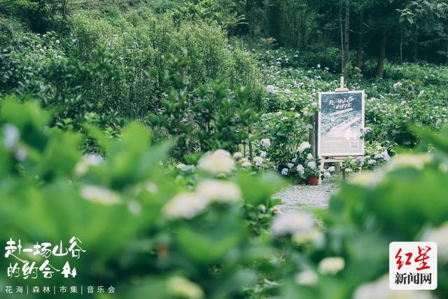 爱看头条 花期正当时 全川最大的绣球花谷等你打卡