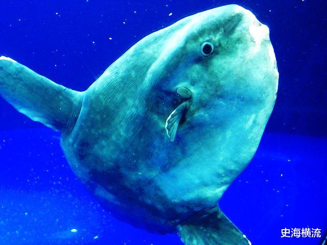 翻车鱼 世界上“最蠢的鱼”，被咬后也不逃跑的翻车鱼，为啥还没灭绝？