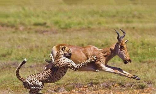 猩猩|人类这么弱，连猩猩都打不过，人类祖先是怎么活下来的？