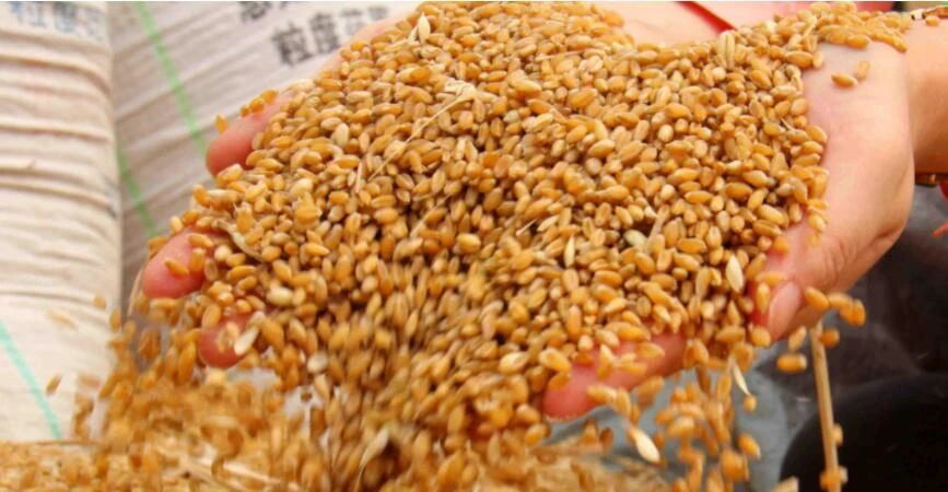 四川省|水库钓鱼打窝技巧 钓鱼技巧