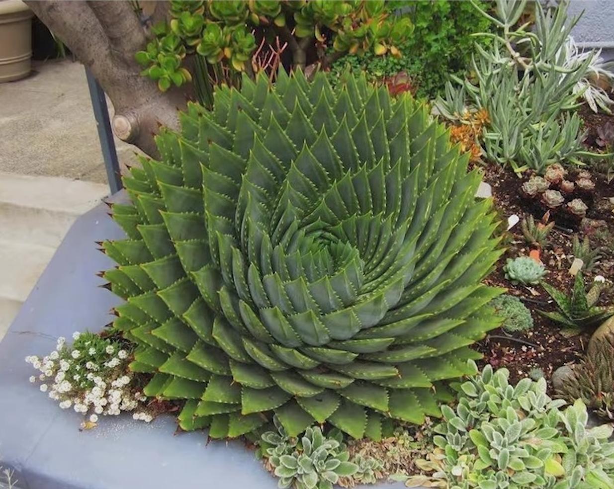  25张罕见的照片，证明世界充满了奇迹