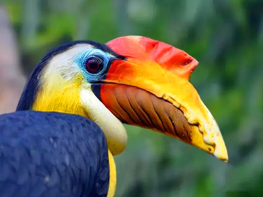 象牙 脑袋被人类惦记的鸟，头骨比象牙贵3倍，活着被取骨后只能等死