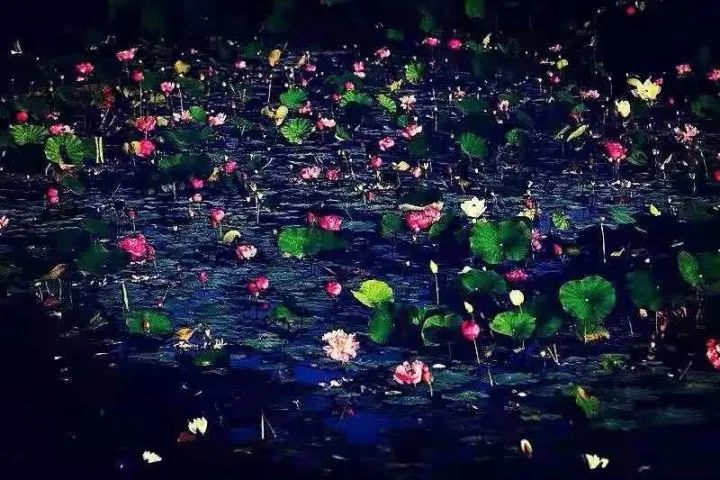 驻马店微摄影 心为荷动 ———记摄影师梁虹