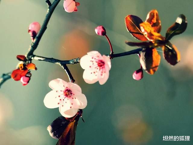 坦然的狐狸|走在变老的路上，要活得有趣，活得漂亮……