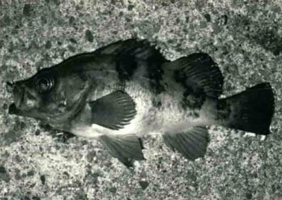 日本|【 日本专业矶钓书籍 】浮游矶钓鲪鱼 推荐电灯浮漂钓法