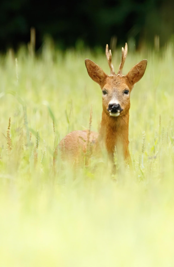 |肯高图丽正式发布折返镜头400mm F8 N II S