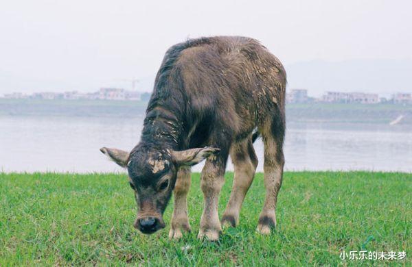 小乐乐的未来梦|属牛人:运气依旧超级棒,特别是偏财运方面,可以赚得盆满钵满