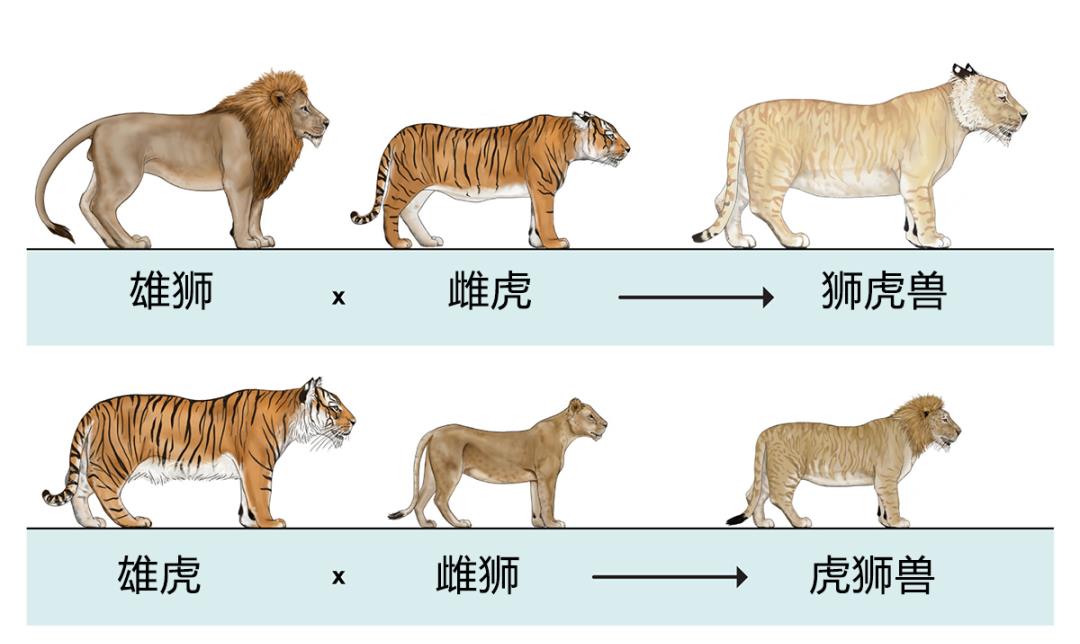 情微说 野生动物也会杂交，繁殖出的后代有多惨？动物杂交该被禁止吗？