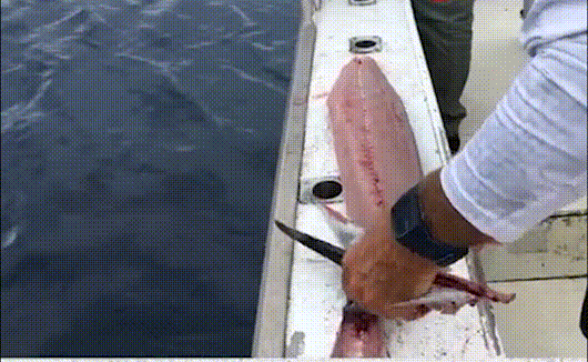 |你钓到过最大的鱼有多大?20斤?对我来说那叫鱼饵