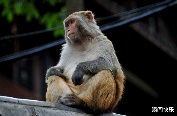 生肖|一家人有哪些生肖，7月下旬会心想事成，职场顺遂，事业翻倍好运