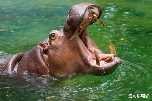 白尾鹿 河马发起疯来有多可怕?这是它厮杀鳄鱼的场景,完全不像食草动物