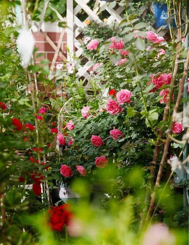 为了建花园，买了个带40㎡露台的顶楼房，入住四年如今美成了画